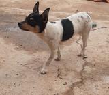 Milanuncios Ratonero Valenciano Perros En Adopcion Compra Venta De Accesorios Y Servicios Para Perros