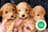 Milanuncios - Pomapoo