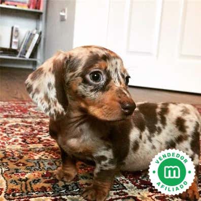 Milanuncios - TECKEL ARLEQUIN