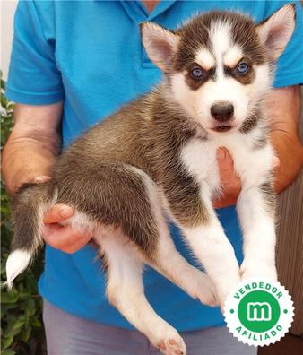 Sotavento Vulgaridad Que Regalo Perros en adopción, compra venta de accesorios y servicios para  perros en Castellón Provincia | Milanuncios