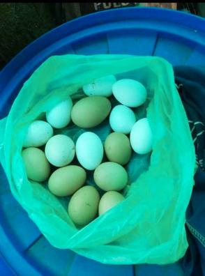 Hueveras de Cartón para 20 Huevos de Gallina Tamaño XL