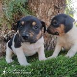 Milanuncios Cachorro Ratonero Perros En Adopcion Compra Venta De Accesorios Y Servicios Para Perros