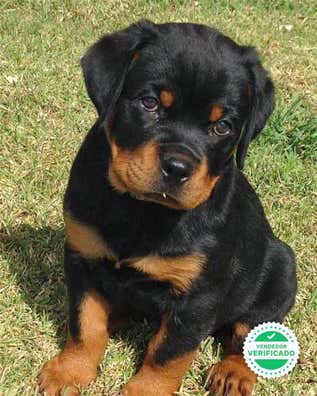 milanuncios-rottweiler-en-adopci-n-compra-venta-y-regalo-de