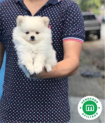 Regalo Perros en adopción, compra venta de accesorios servicios para perros en Provincia | Milanuncios