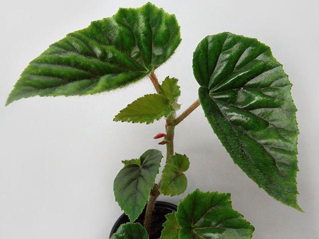 Milanuncios - Begonia Alleryi, Buena Moza