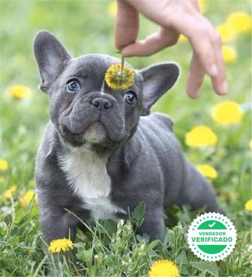 Milanuncios Bulldog Frances En Adopcion Compra Venta Y Regalo De Cachorros Y Perros En Malaga