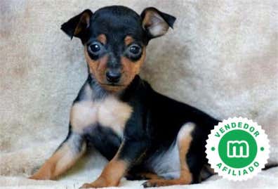 Pincher Perros en adopción, compra venta de accesorios y servicios para ...