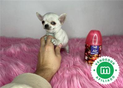 Manta termica Mascotas en adopción y accesorios de mascota de segunda mano  baratos en Las Palmas Provincia