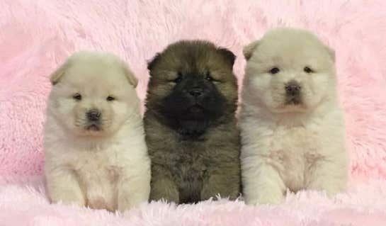 Milanuncios Cachorros Chow Chow Perros En Adopcion Compra Venta De Accesorios Y Servicios Para Perros