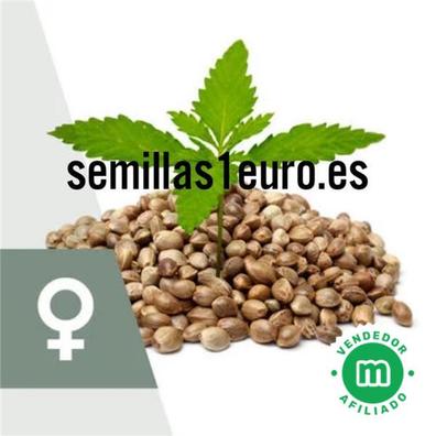 Comprar Semillas Feminizadas Baratas【Marihuana】