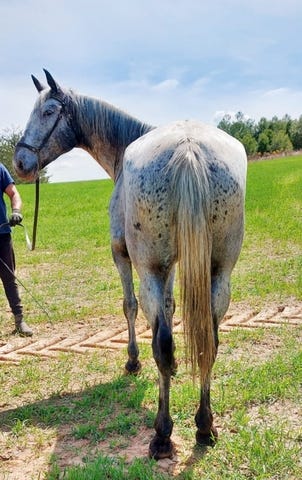 Milanuncios - appaloosa para