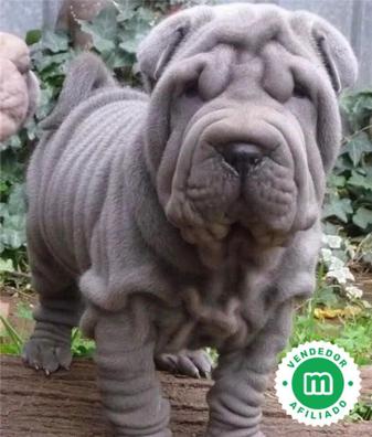 Shar pei dog for sale hot sale near me