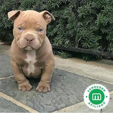 Bullyson store pitbull puppies