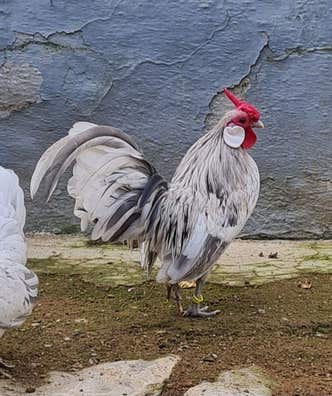 Gallinas java en venta | Milanuncios