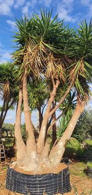 Ave del paraiso gigante Plantas de segunda mano baratas | Milanuncios