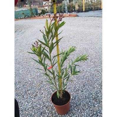 Milanuncios - ADELFA - NERIUM OLEANDER