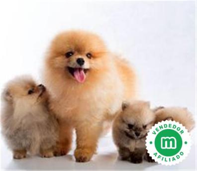 Pomerania oso de peluche precio online