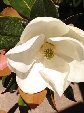 Magnolia Plantas de segunda mano baratas en Madrid | Milanuncios
