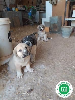 es un perro pshdar una buena mascota