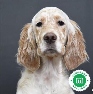 el spaniel ruso es una buena raza de perro