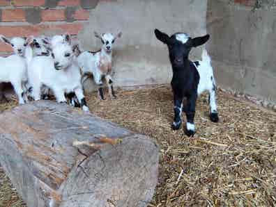 cabras-enanas-en-venta-milanuncios