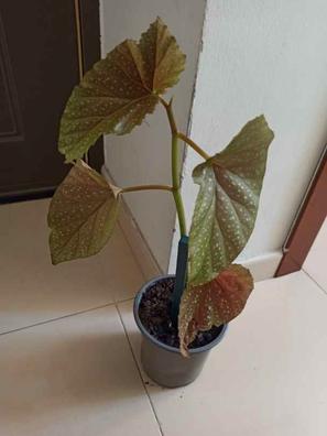 Begonia Plantas de segunda mano baratas | Milanuncios