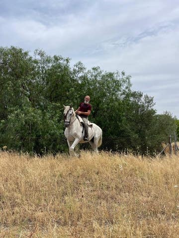 Milanuncios - Venta de caballo Español cartujano
