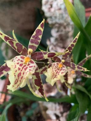 Orquideas Plantas de segunda mano baratas en Málaga | Milanuncios