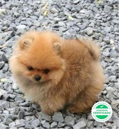 Milanuncios Pomerania Mini Toy Perros En Adopcion Compra Venta De Accesorios Y Servicios Para Perros