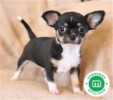 Chihuahua en venta baratos | Milanuncios