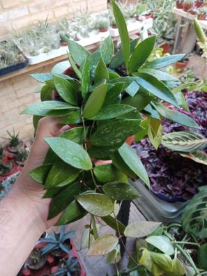 Flor de cera Plantas de segunda mano baratas | Milanuncios