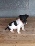 Milanuncios Ratonero Valenciano Perros En Adopcion Compra Venta De Accesorios Y Servicios Para Perros