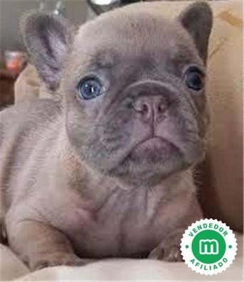 Bulldog Francés macho Blue-Lillac - Comprar perros y cachorros. Consulta  precio online. Venta de perros en Valencia y Alicante