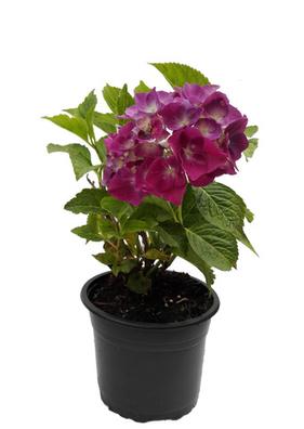 Hortensias Plantas de segunda mano baratas | Milanuncios