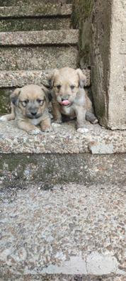 Desgracia Igualmente jefe Se regalan cachorros Mascotas en adopción y accesorios de mascota de  segunda mano baratos en Cádiz Provincia | Milanuncios