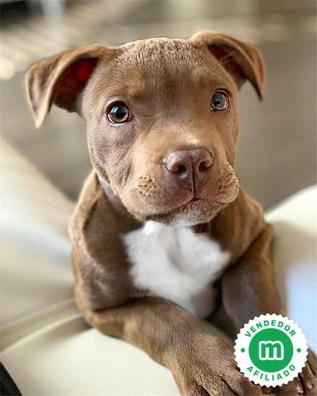 Mostoles Pitbull adopción. venta y regalo de cachorros perros | Milanuncios