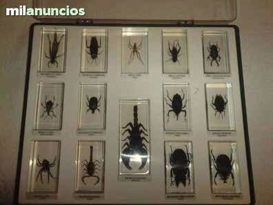 Coleccion bichos rba | Milanuncios