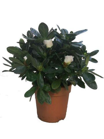 Milanuncios - Azalea blanca “Rododendrun indicum”