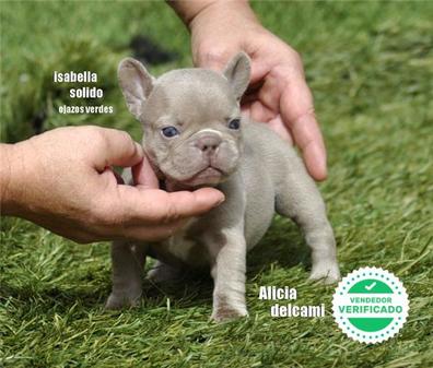 | Mascotas en adopción y accesorios mascota de mano en Badajoz