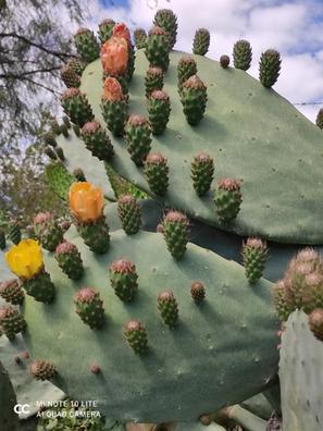 maquina para pelar nopales 