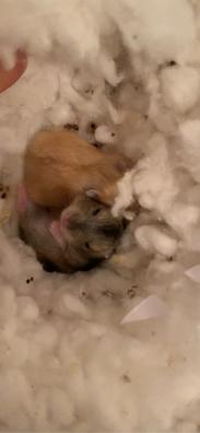 Vegetales Día del Niño Penetración Crias hamster Mascotas en adopción y accesorios de mascota de segunda mano  baratos | Milanuncios