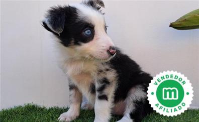Border collie blue merle hot sale comprar