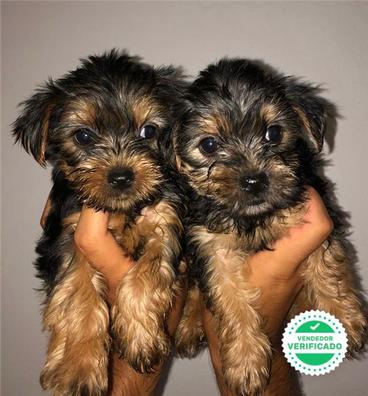 MILANUNCIOS | Cachorros Yorkshires en adopción. Compra venta y regalo de cachorros perros en Sevilla