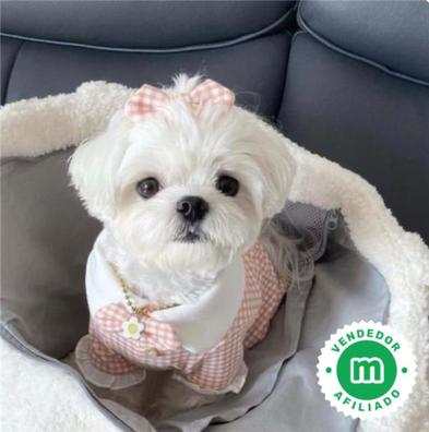 préstamo arbusto Acechar Mini toy Bichón Maltes en adopción. Compra venta y regalo de cachorros y  perros en Madrid | Milanuncios
