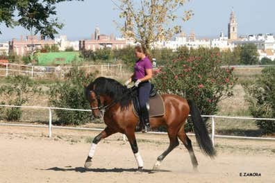 Instructor de equitación calificado