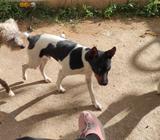 Milanuncios Ratonero Valenciano Perros En Adopcion Compra Venta De Accesorios Y Servicios Para Perros