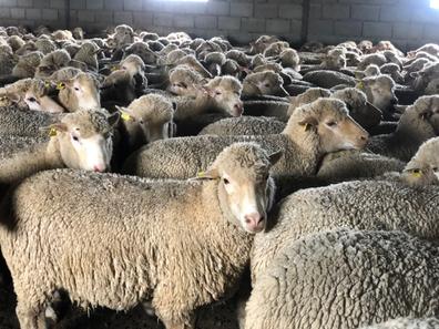 Cencerros Ovejas. Compra venta de ovejas al mejor precio y adopción