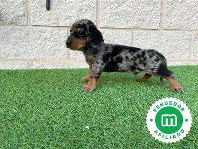 Microbio telar Alienación Salchicha Perros en adopción, compra venta de accesorios y servicios para  perros | Milanuncios