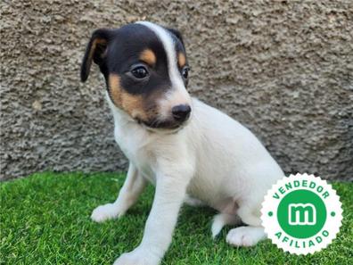 es un ratonero bodeguero andaluz un buen perro de familia