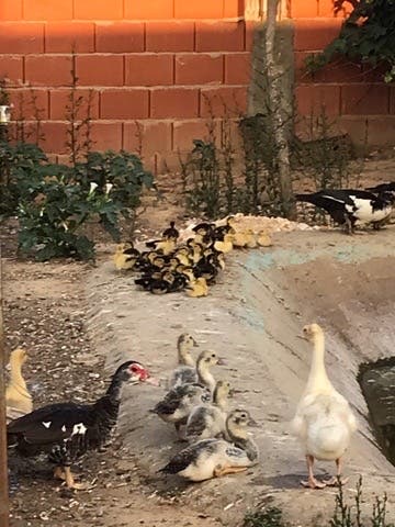 Milanuncios - PATO MUDO